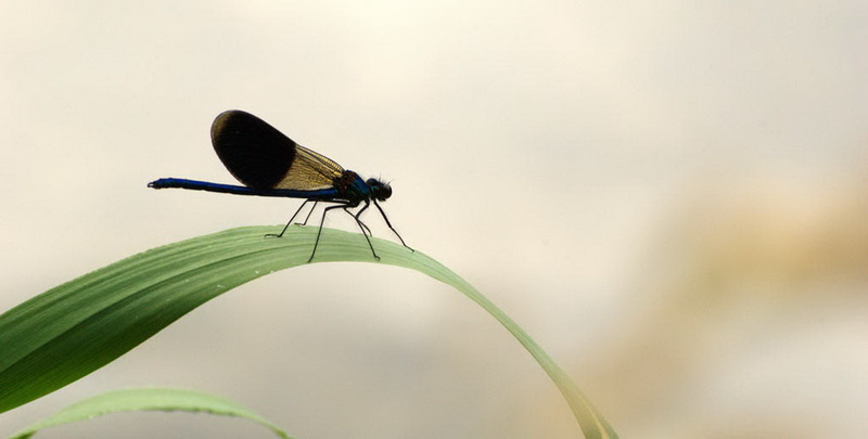 libellule