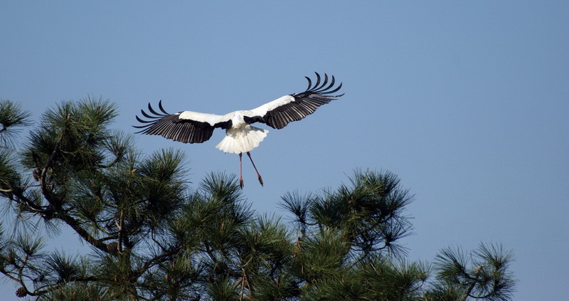 cigogne