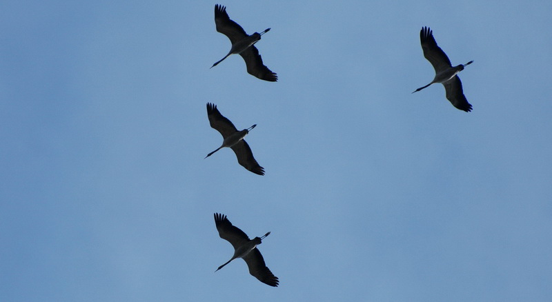 grues cendrées