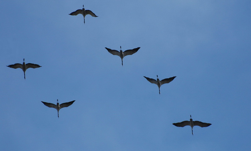 grues cendrées
