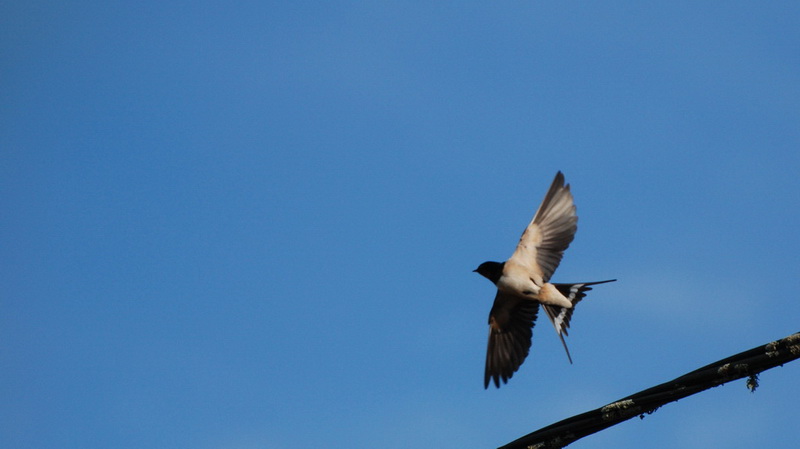 hirondelle