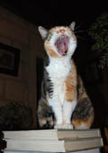 grosse fatigue