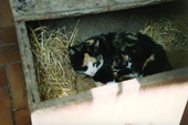 chaton
