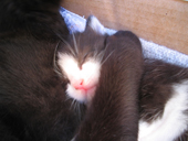 calin