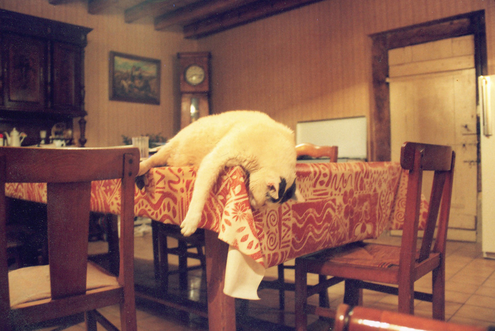 Pelucheau