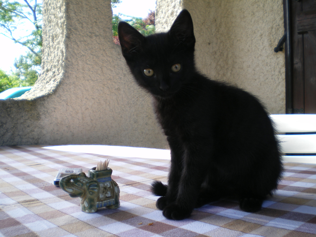 Le petit de Mina