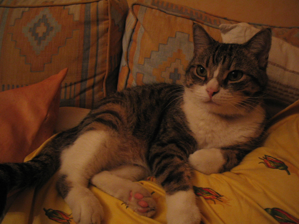 Titi le gros minet