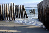 cap-ferret