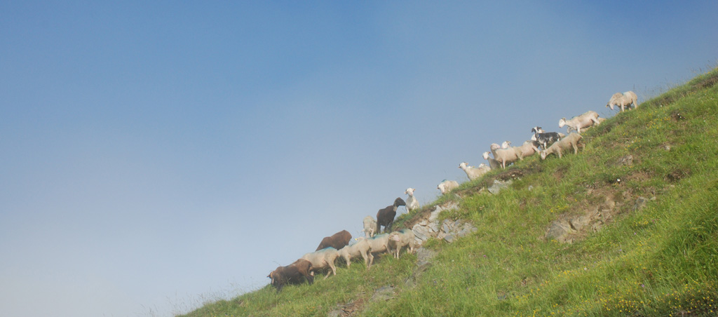 moutons