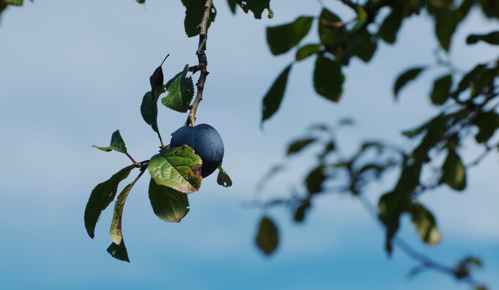 prune