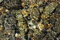 eau